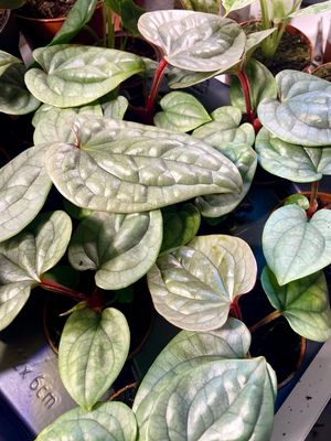 Anthurium Luxurians fi6