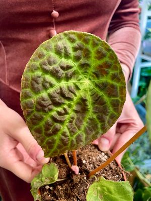 Begonia phutoensis fi8