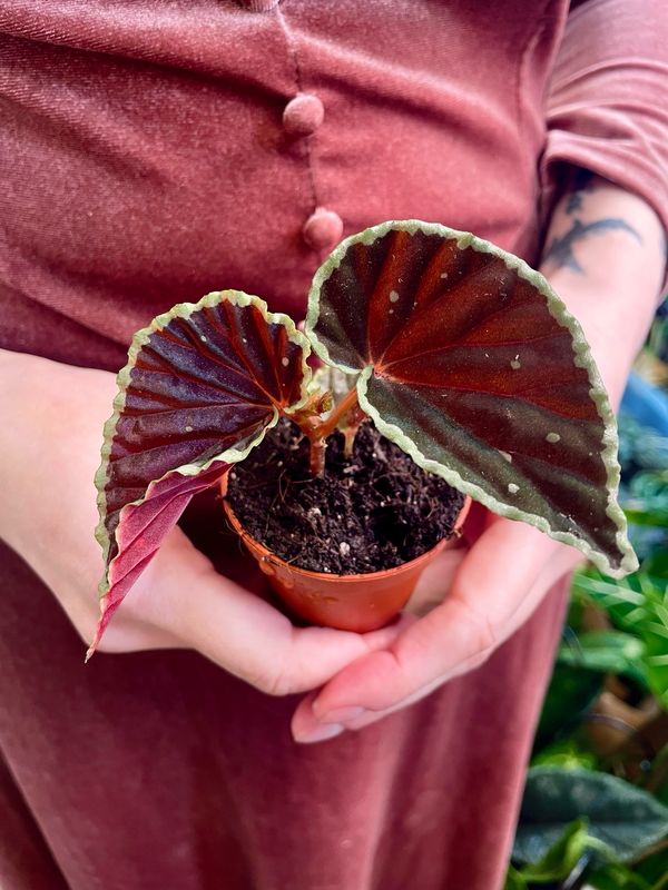 Begonia Darthvaderiana fi6