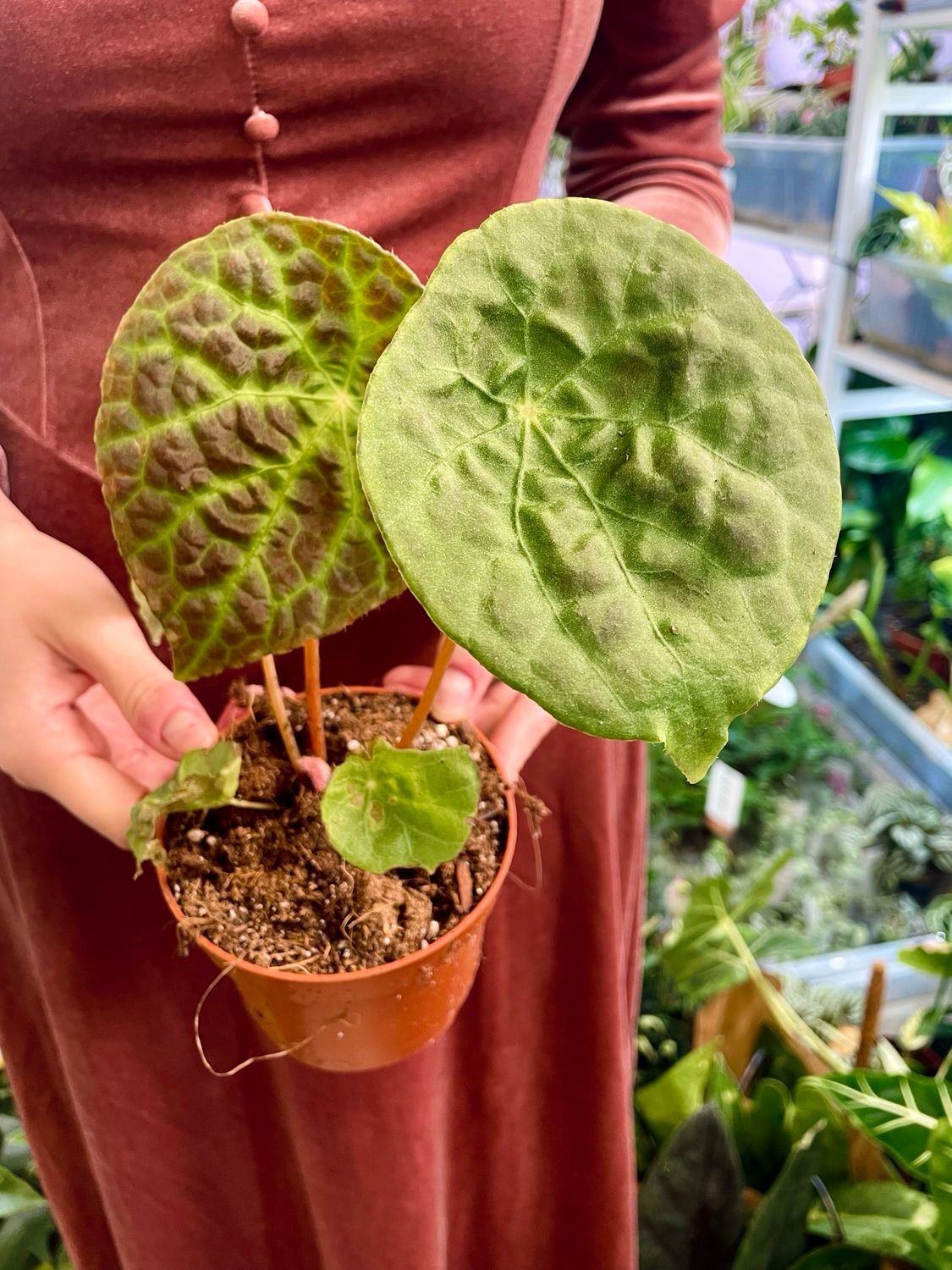 Begonia phutoensis fi8