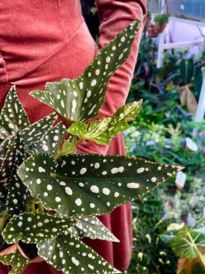 Begonia maculata Spotlight Green fi12