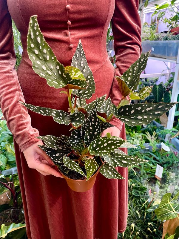 Begonia maculata Spotlight Green fi12