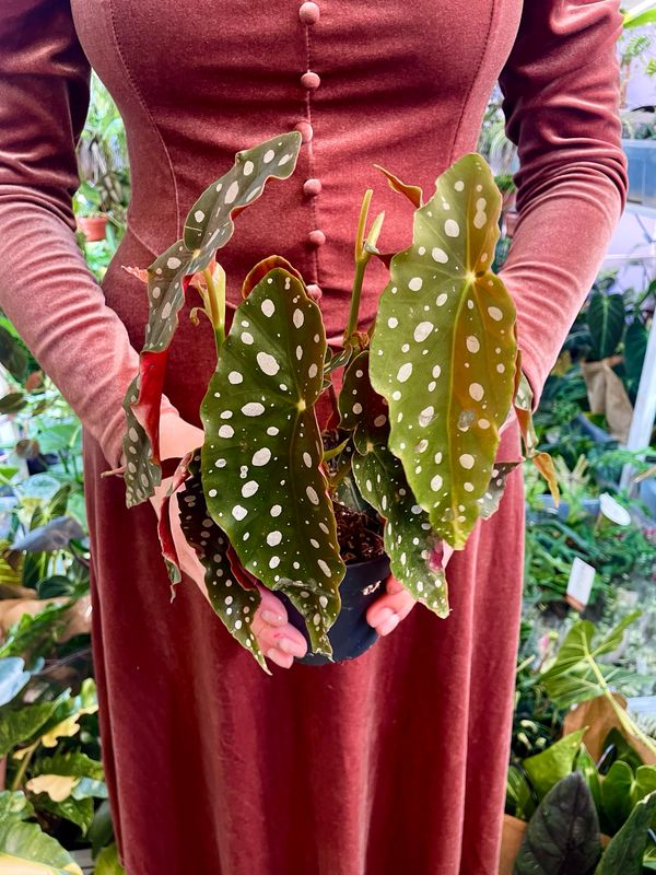 Begonia Maculata (točkasta begonija)