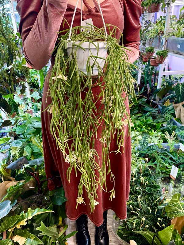 Hoya Linearis visilica