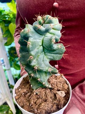 Cereus Forbesii Spiralis spiralni kaktus fi14