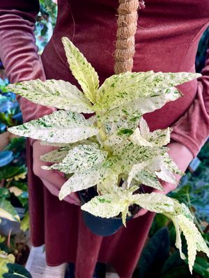 Pelionia repens variegata na štapu fi12