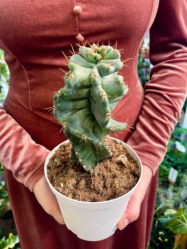 Cereus Forbesii Spiralis spiralni kaktus fi14