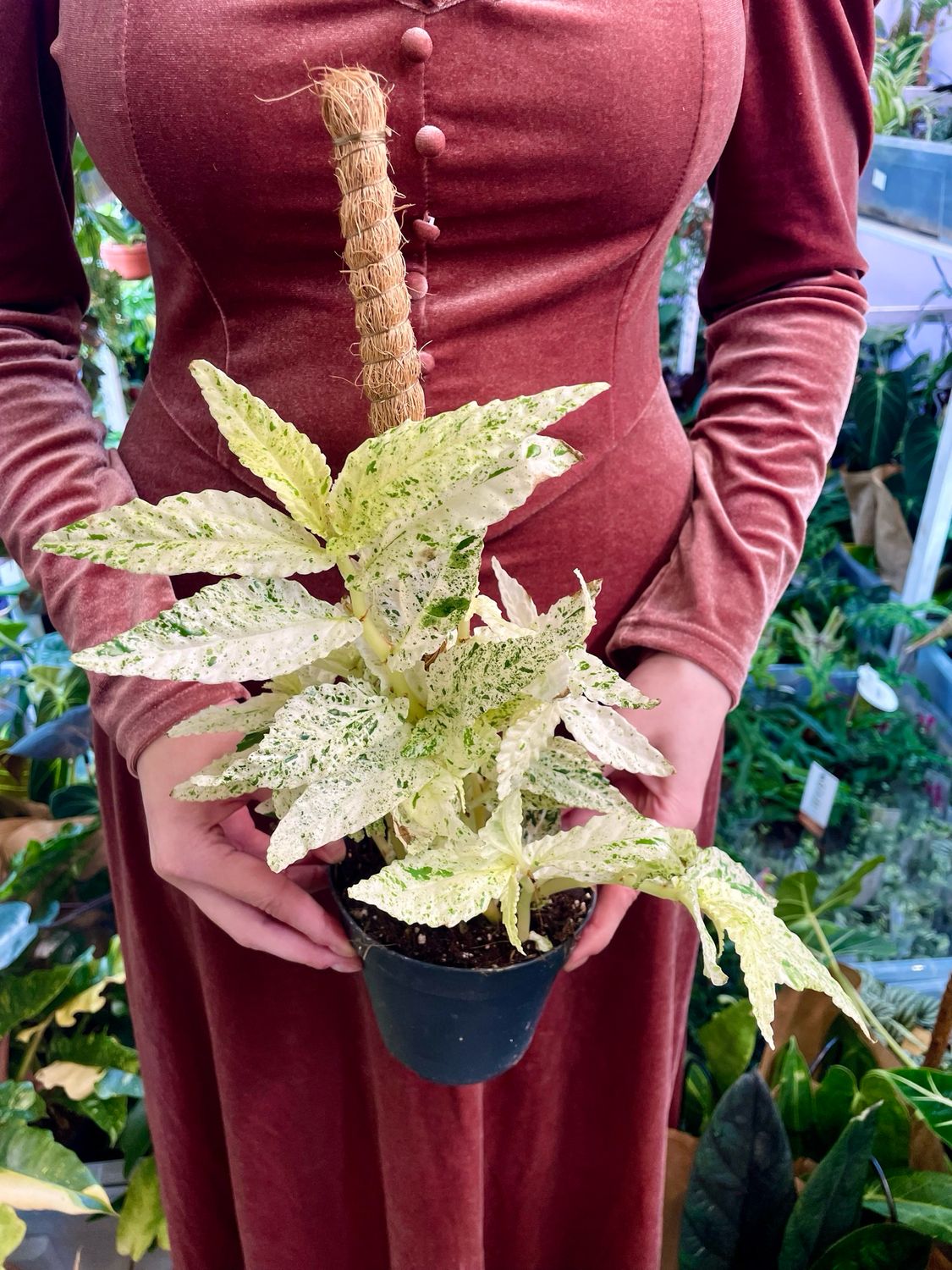 Pelionia repens variegata na štapu fi12