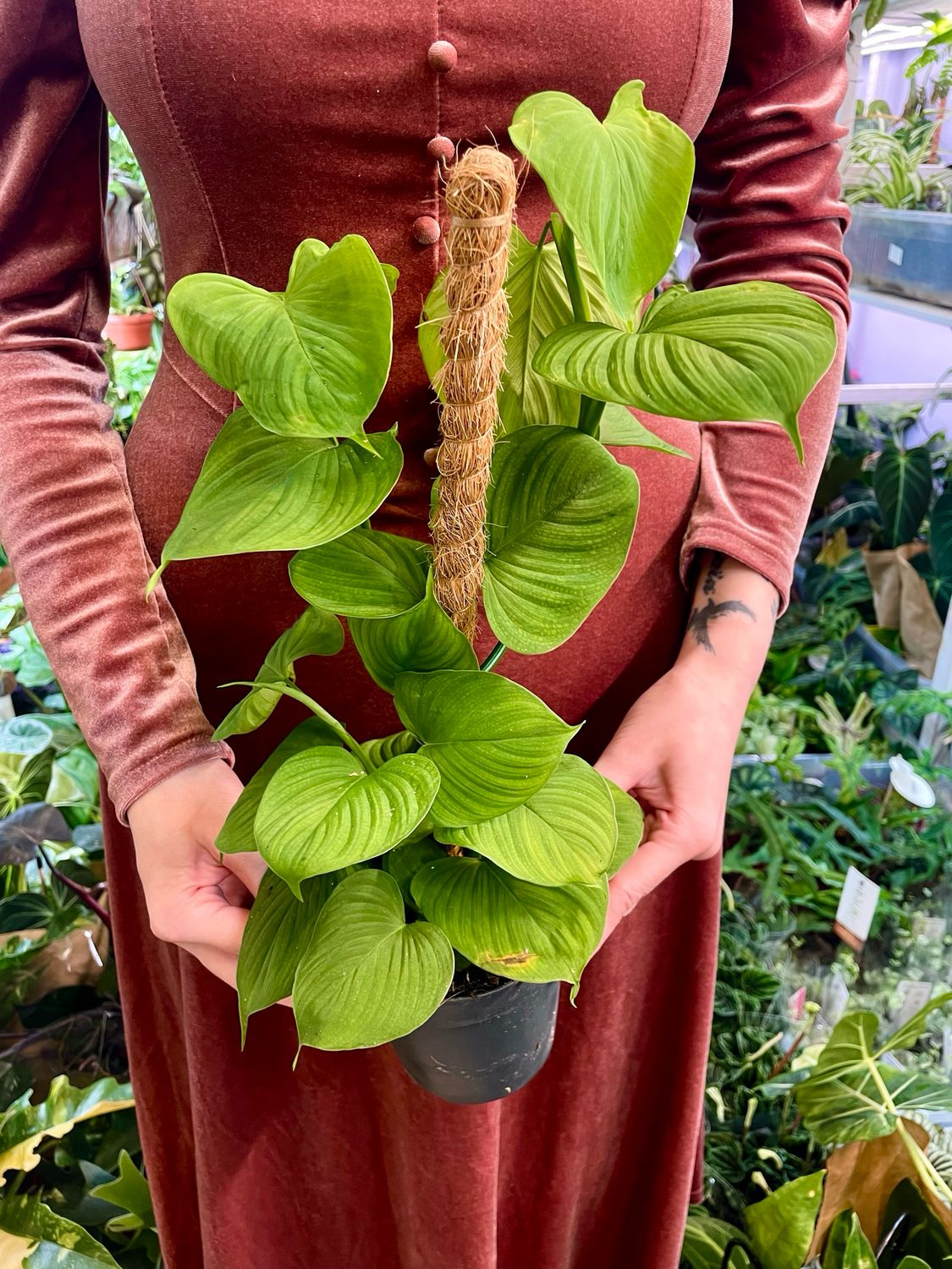 The Philodendron Fibraecataphyllum &#39;Peru&#39; na štapu fi12