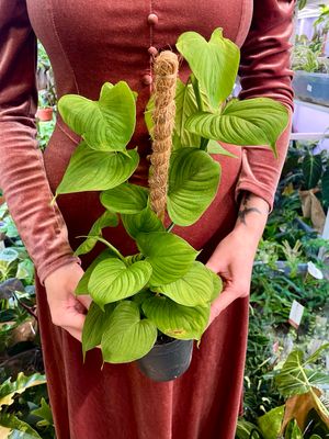 The Philodendron Fibraecataphyllum 'Peru' na štapu fi12
