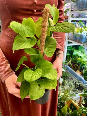 The Philodendron Fibraecataphyllum 'Peru' na štapu fi12