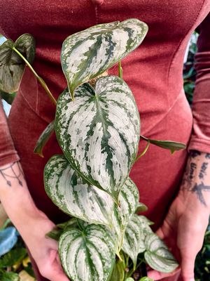 Philodendron Bandtianum na štapu fi12