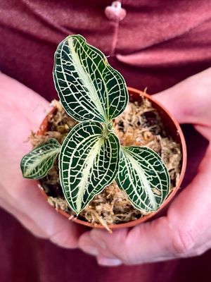 Dragulj orhideja Jewel Orchid Mimesis Anoectochilus fi6