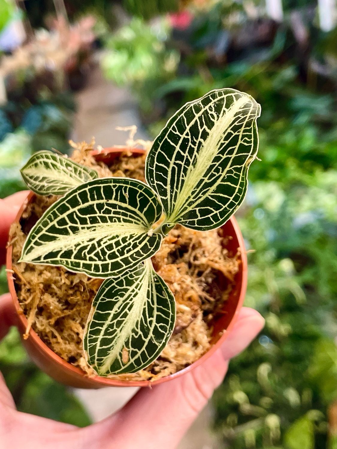 Dragulj orhideja Jewel Orchid Mimesis Anoectochilus fi6