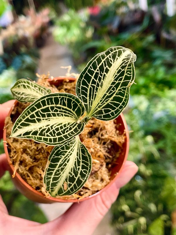 Dragulj orhideja Jewel Orchid Mimesis Anoectochilus fi6