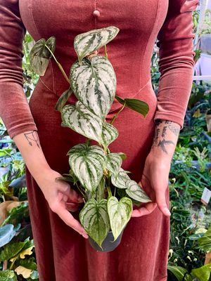 Philodendron Bandtianum na štapu fi12