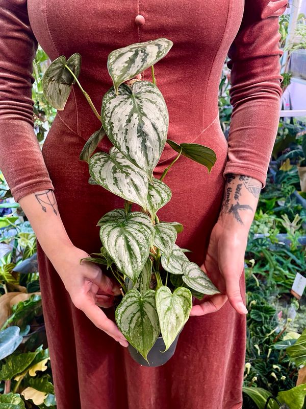 Philodendron Bandtianum na štapu fi12