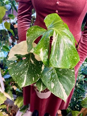 Monstera deliciosa Thai Constellation fi12