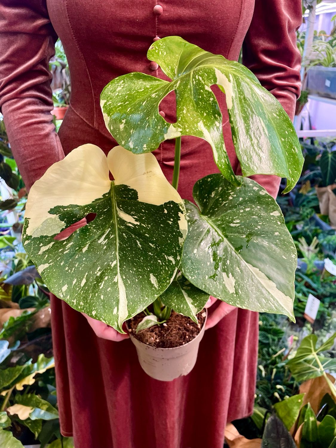 Monstera deliciosa Thai Constellation fi12 