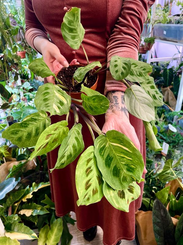 Maranta leuconeura kerchoveana variegata fi12