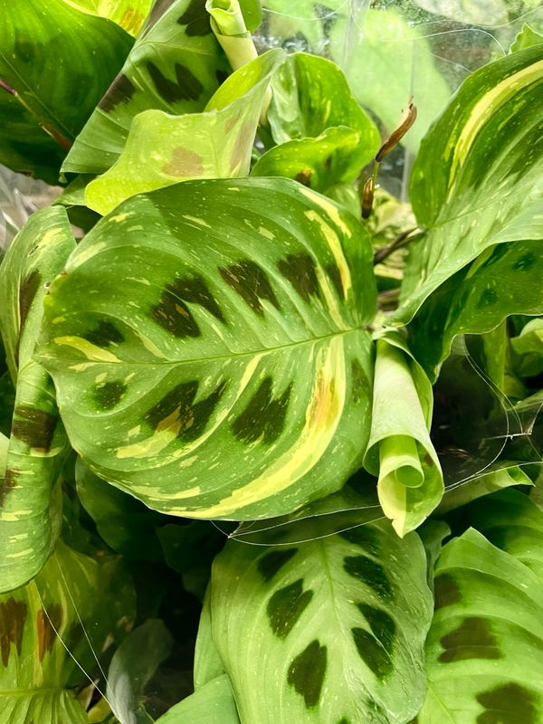 Maranta leuconeura kerchoveana variegata fi12