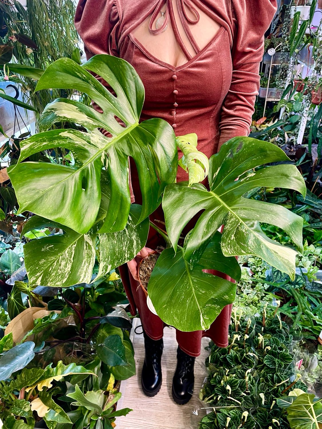 Monstera Deliciosa albo variegata (low var) XL leaves fi15