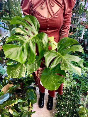 Monstera Deliciosa albo variegata XL leaves fi15