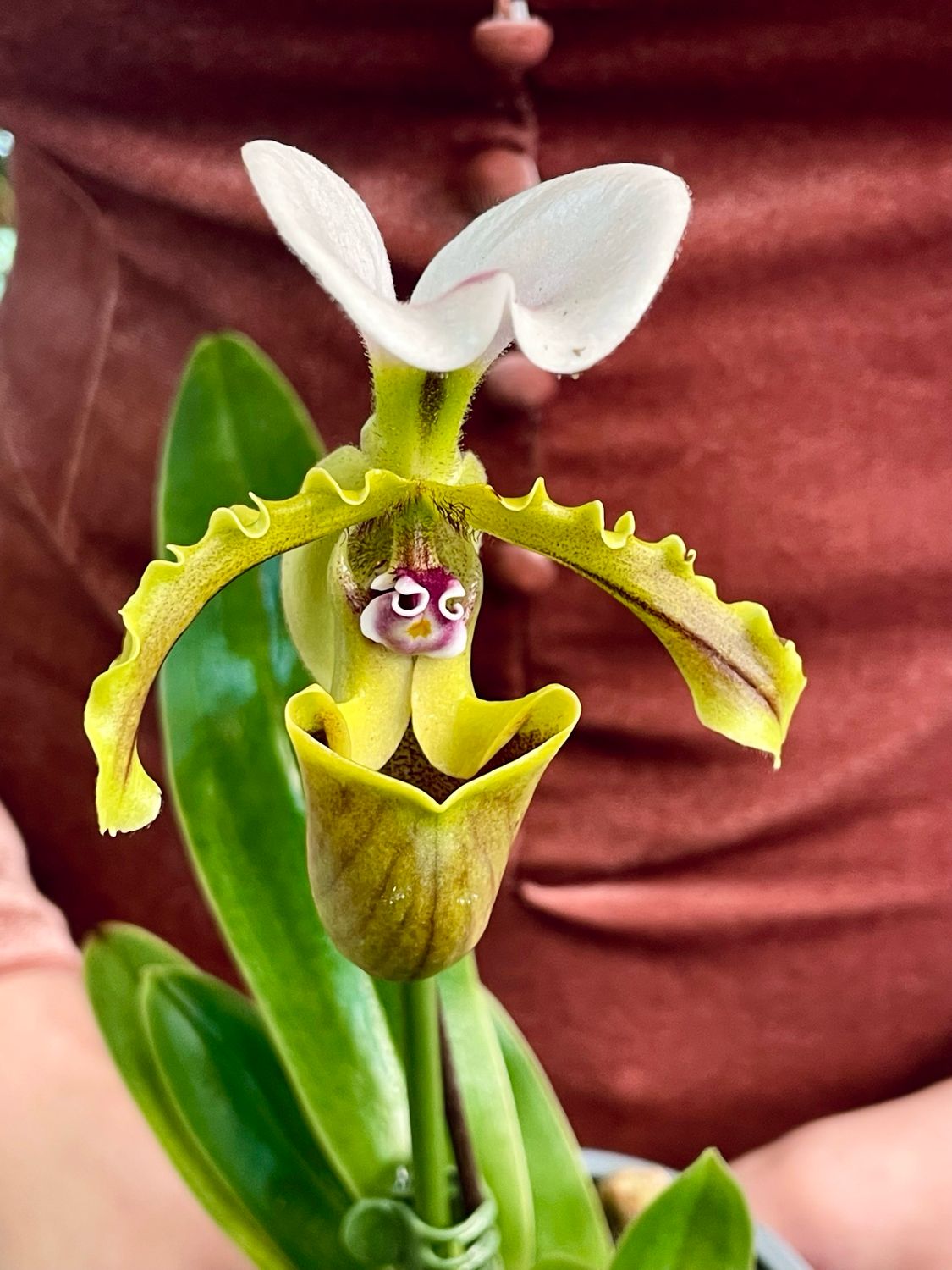 Orchid paphiopedium fi9