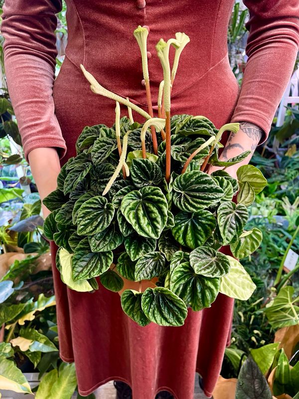 Peperomia Caperata Lilian fi12