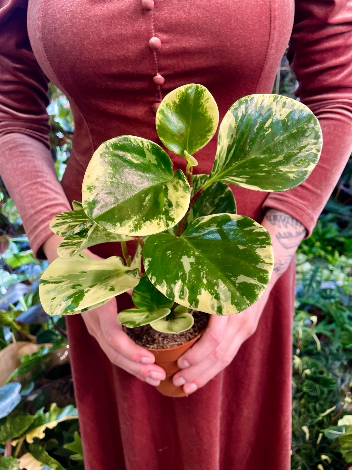 Peperomia obtusifolia variegata fi9