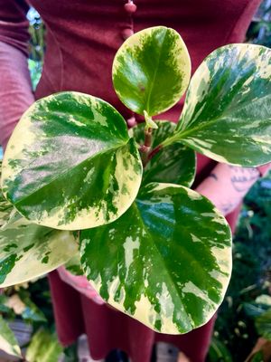 Peperomia obtusifolia variegata fi9