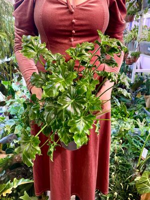 Philodendron Atlantis (Thaumatophyllum selloum Atlantis) fi15