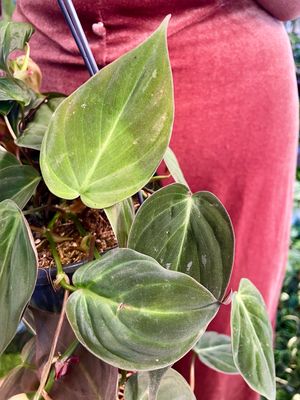 Philodendron Micans visilica fi15