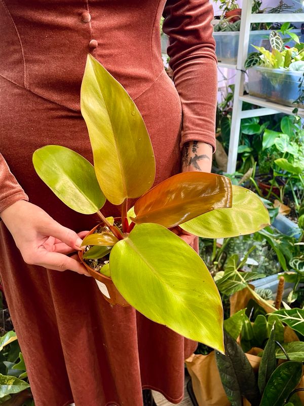 Philodendron Mars fi12