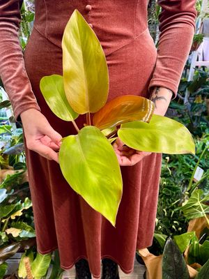 Philodendron Mars fi12