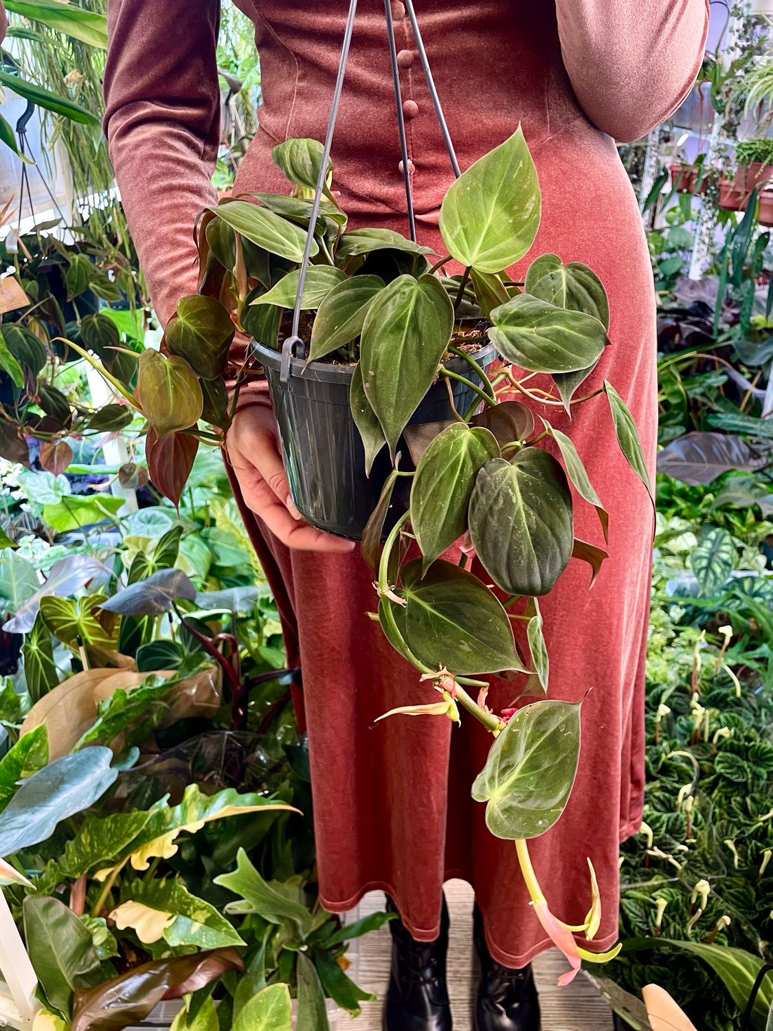 Philodendron Micans visilica fi15