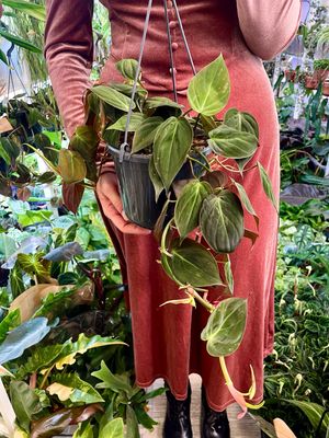 Philodendron Micans visilica fi15