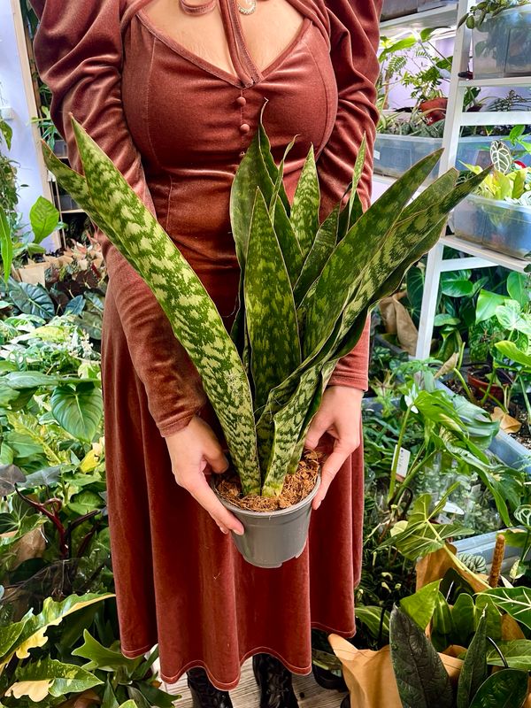 Sansevieria trifasciata Aubrytiana Dragon (svekrvin jezik) fi14