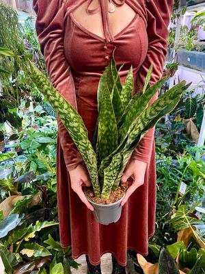 Sansevieria trifasciata Aubrytiana Dragon (svekrvin jezik) fi14