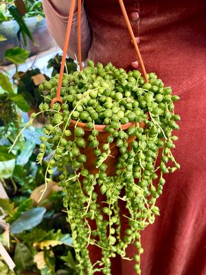 Senecio rowleyanus string of pearl (niz perla/krunica) visilica