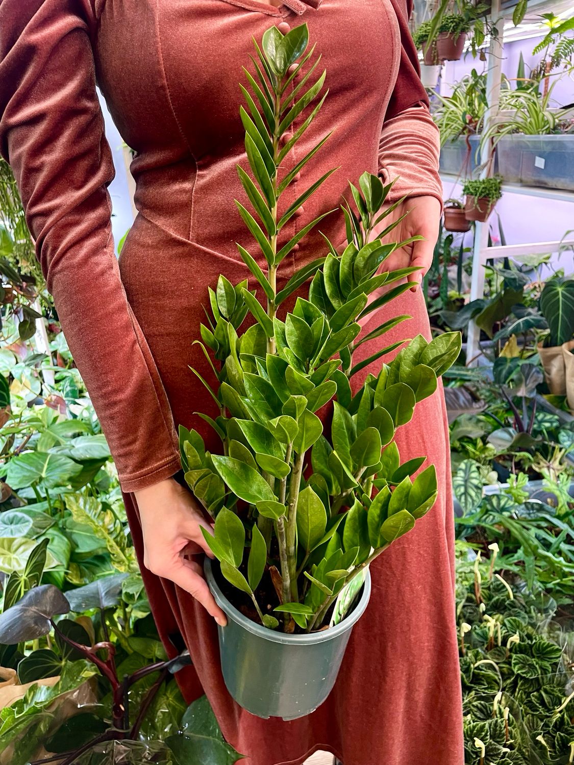 Zamioculcas zamiifolia Zamija (ZZ plant) fi17