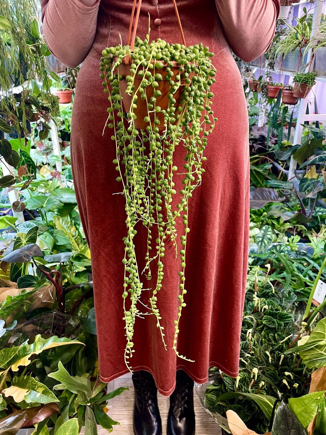 Senecio rowleyanus string of pearl (niz perla/krunica) visilica 