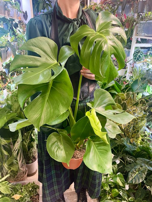 Monstera Deliciosa fi19