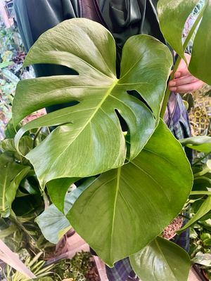 Monstera Deliciosa fi19