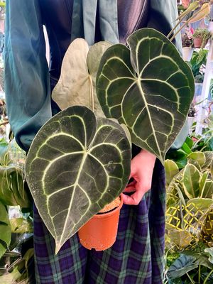 Anthurium Clarinervium fi12