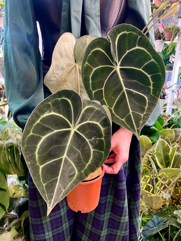 Anthurium Clarinervium fi12