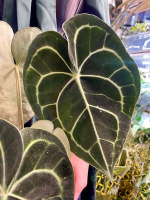 Anthurium Clarinervium fi12