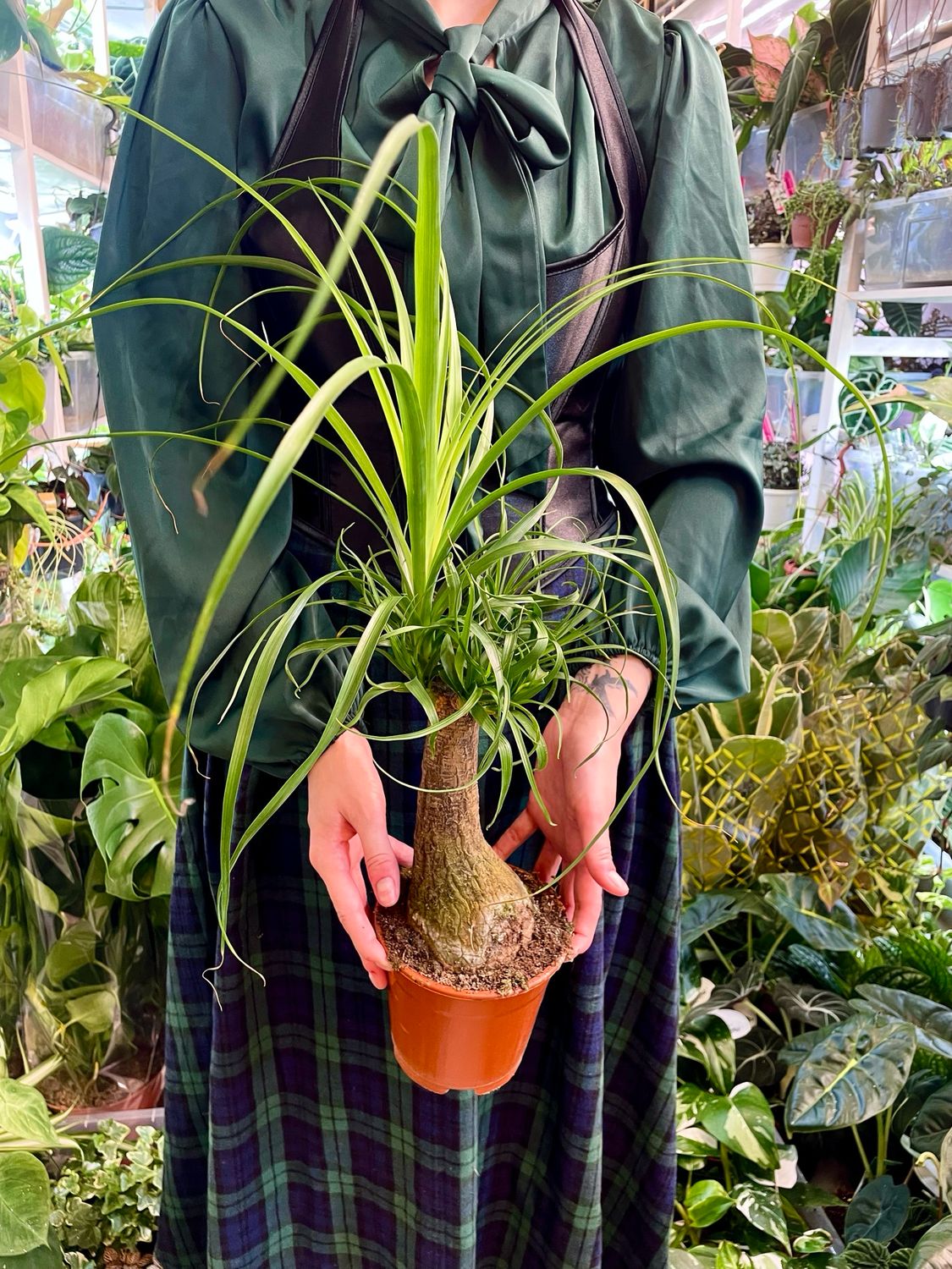 Beaucarnea recurvata NOLINA Slonova noga fi14