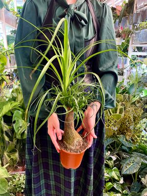 Beaucarnea recurvata NOLINA Slonova noga fi14