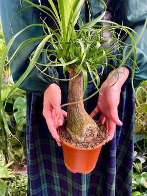 Beaucarnea recurvata NOLINA Slonova noga fi14